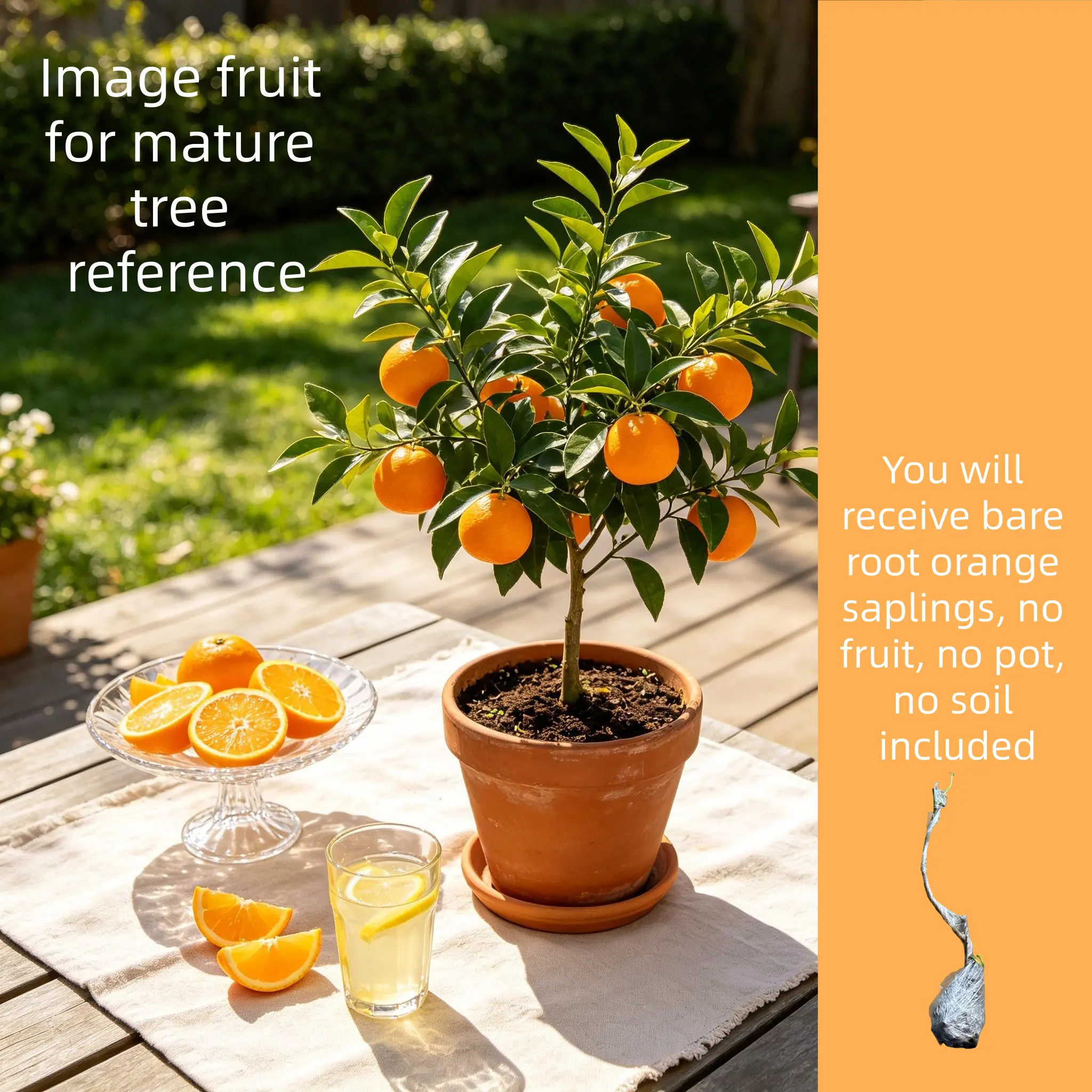Live Bare Root Sweet Orange Tree Seedlings, High Yield Edible Citrus Orange Plants, Hardy Fruit Trees for Outdoor Yard & Indoor Container Planting, Bare Root Shipment Without Soil and Pot