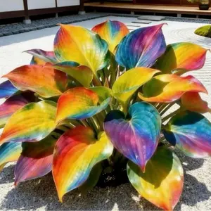 1000+ Rainbow Hosta Seeds Low-Maintenance Color for Shady Gardens