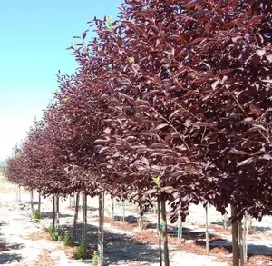Red Chokecherry Tree Live Plant to Grow, Chokecherry Plant Live 8 to 14 Inch Tall, in 2.5 Inch Pot Home Garden