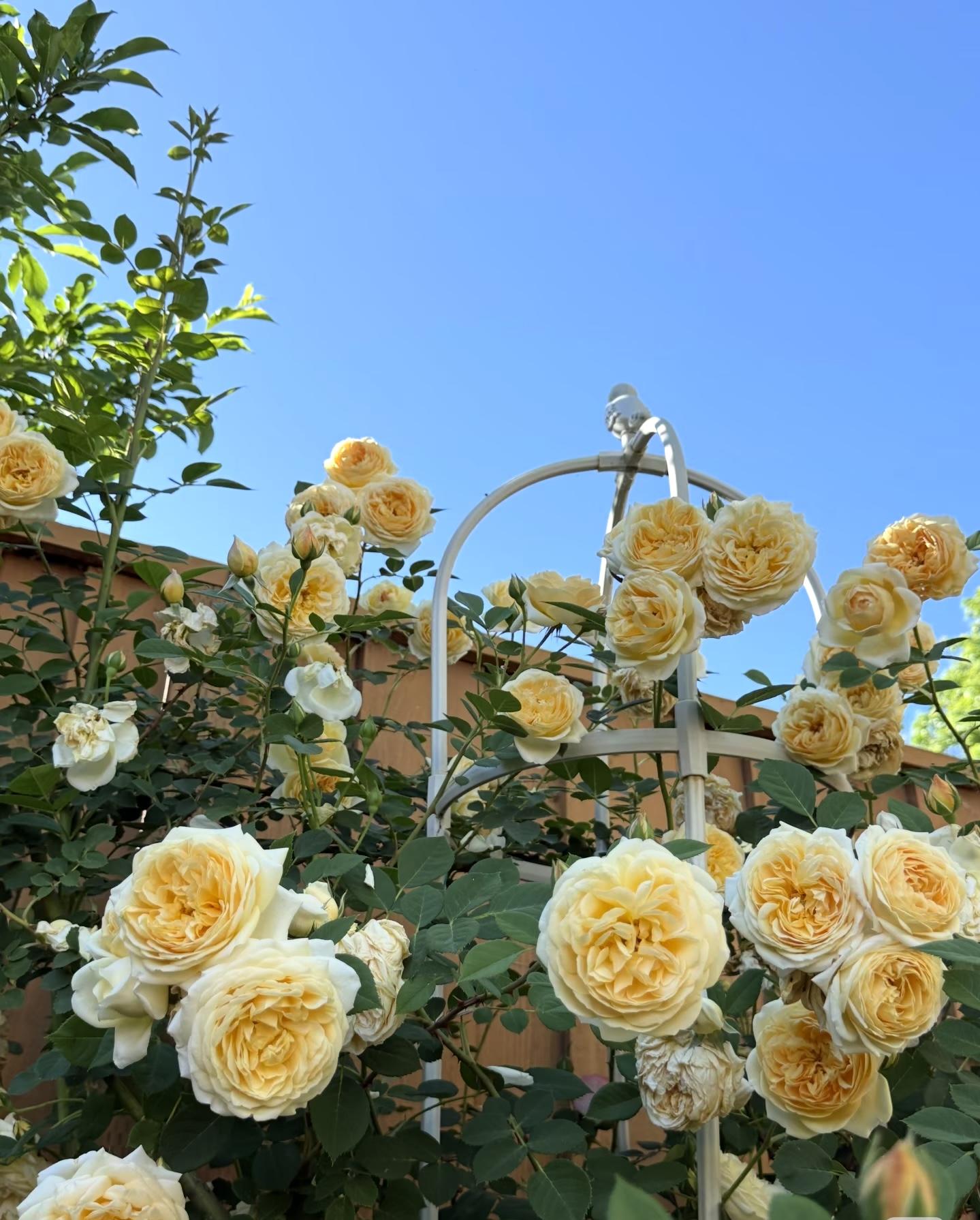 200 Rare Golden Yellow Rose Seeds | Perennial Garden Flower