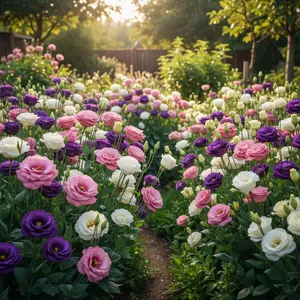 Mixed Lisianthus Flower Seeds for Planting Outdoor-Perennial Eustoma Cut Flower Plant Garden Home Ornamental Non-GMO