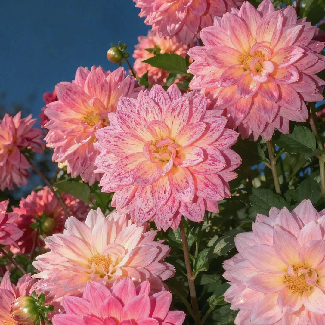 Mix Dahlia Seeds for Planting, 400pcs Rare Perennial Garden Dahlia Flower Seeds Non-GMO Heirloom Flower Plants, Beauty Home Garden for Outdoors dahlia seed California Giant Zinnia