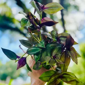 2 Pack 4" Starters Wandering Jew Tradescantia House Plant, Zebrina Rooted Cuttings & Easy To Grow Dude Potted Starter Plants