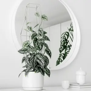 Scindapsus Exotica Silver Satin Pothos