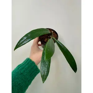 3" Hoya Sulawesiana