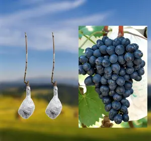 Concord Grapes Plant – Sweet Fruit for Garden & Backyard