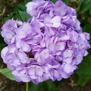 Green River 5 Light Purple Hydrangea Seeds - Perennial Flower Seed Pack, Non-GMO, Ornamental Garden, Serene Summer Blossoms