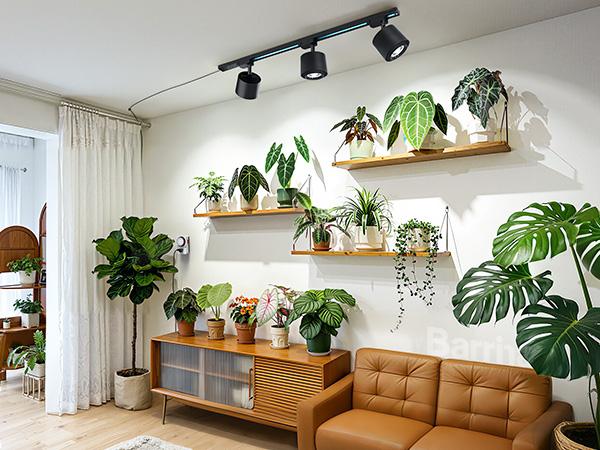 Barrina TR40c Track Grow Light System for Indoor Plants, 3 x 40W Heads, 5000K Full Spectrum Ceiling Grow Spotlight with 15°-60° Adjustable Beam Angle for Greenhouse with Timer, Black H-Type Rail