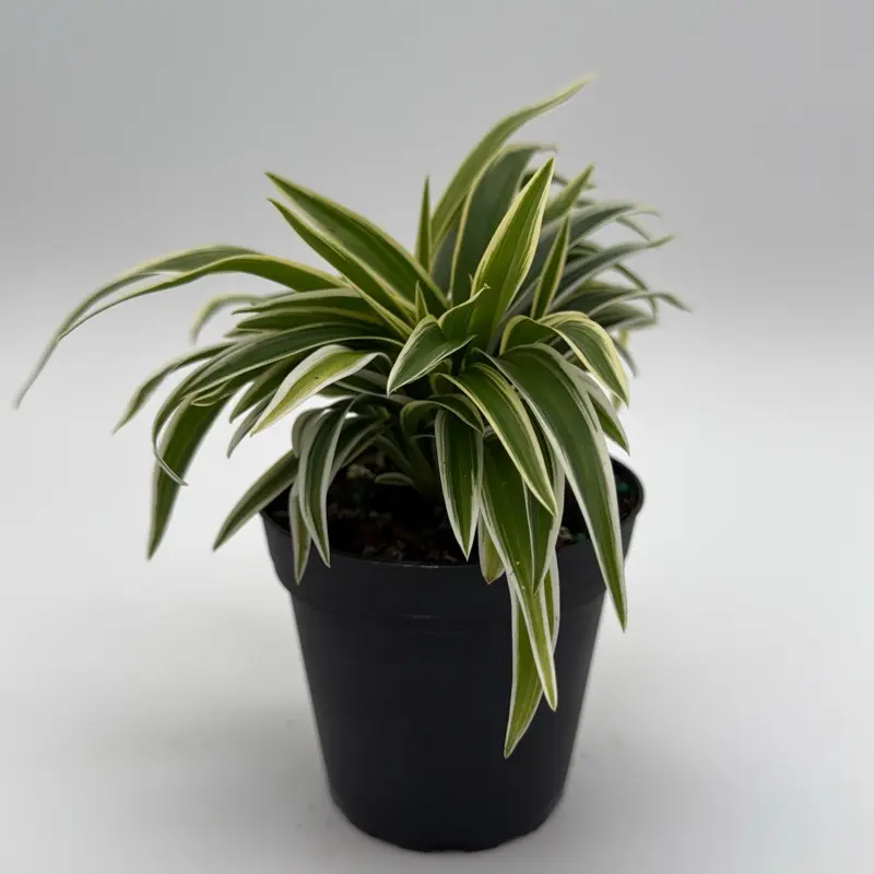 Variegated Spider Plant 4" Pot House Plant - Excellent Air Purifier for  Bright Indirect Sunlight - TikTok Shop