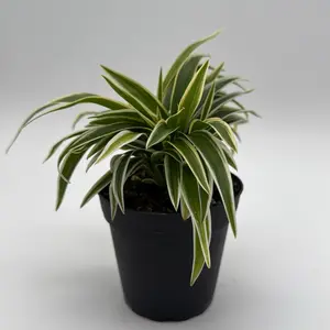 Variegated Spider Plant 4" Pot House Plant - Excellent Air Purifier for Bright Indirect Sunlight