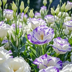 White with Purple Eustoma Seeds (800pcs) – Elegant Bicolor Flowers for Beautiful Gardens and Arrangements