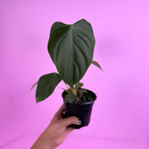 Philodendron Lynamii | Rare Philodendron | Tropical Plant