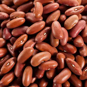 Light Red Kidney Bean (Phaseolus vulgaris 'Light Red Kidney') Organic Seeds – Hearty Heirloom Dry Bean, Great for Chilis, Salads, and Batch Cooking