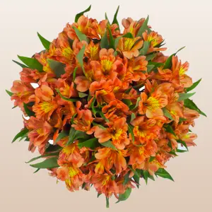 Alstroemeria Orange Fresh Flower imported From Ecuador