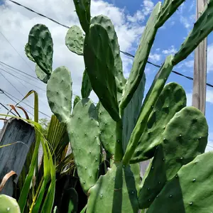 Spineless Thornless Edible Nopales Prickly Pear Cactus Pads, Opuntia Ellisia
