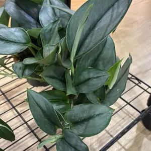 scindapsus moonlight