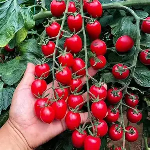 Waterfall Tomato Seeds - 200 Heirloom Non-GMO High-Yield Variety Spring Planting Guide Included for HomeGardens & Balconies - Space-Efficient & Adaptable PerfectGardening Gift