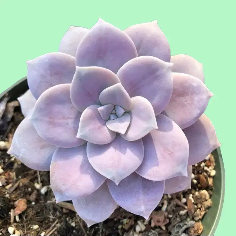 Graptopetalum Superbum / Purple Succulent Plant Rosette Graptopetalum Superbum / Purple Succulent Plant Rosette