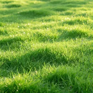 5000pcs Premium Zoysia Grass Seeds – Build a Dense, Green, Long-Lasting Lawn Easily – Perfect for Large Areas and Renews Patchy Lawns – Seeds Only