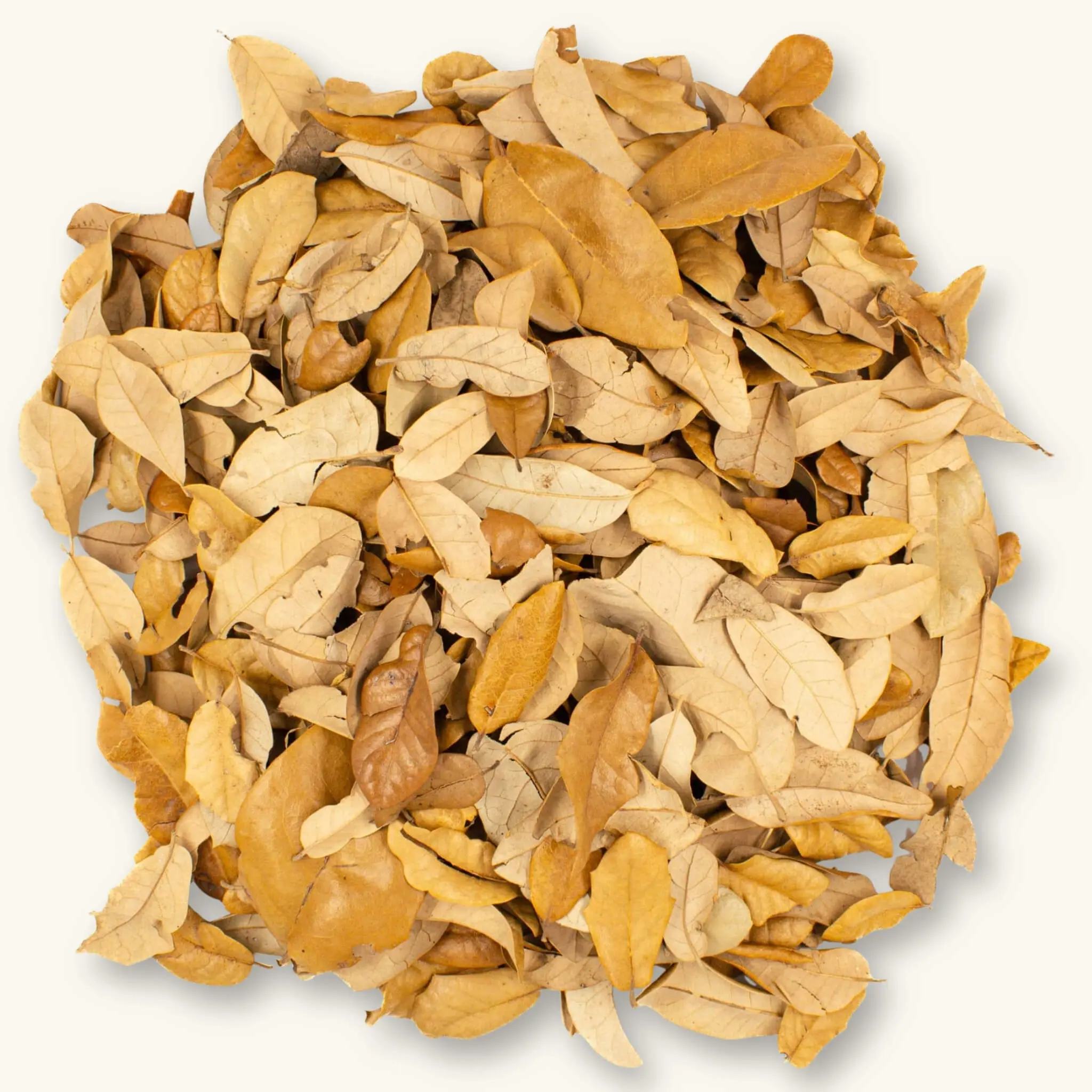 Natural Texas Live Oak Leaf Litter (12oz/32oz) by Betta Botanicals for Dart Frog Vivariums & Blackwater Aquariums