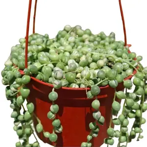 Live Variegated String Of Pearls Plant - Variegated String Of Pearls Succulent Plant -Trailing Succulent Plant - 6 Inch Pot