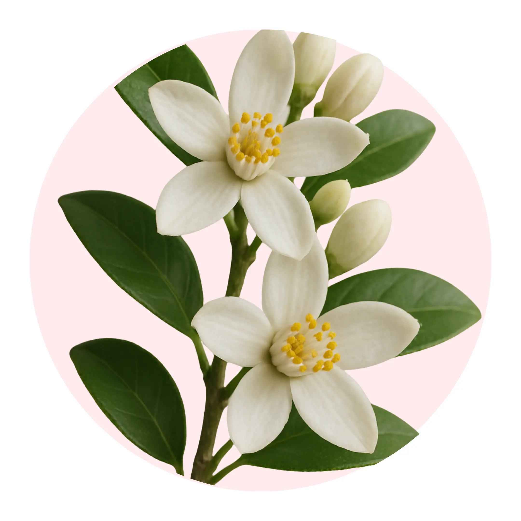 Neroli Solid Fragrance Pod - 2g pod, Non-Greasy formula, Vegan, Cruelty Free, Travel friendly
