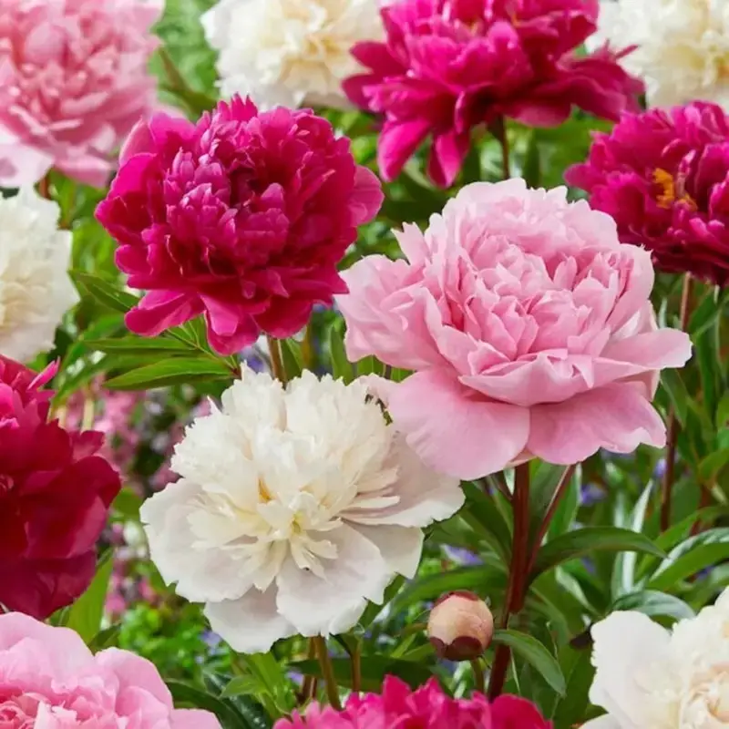 200+ Mixed Peony Flower Seeds Double Beautiful Perennial Bonsai Plant Garden