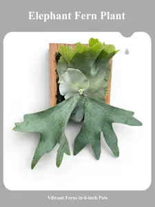 Platycerium Elephantotis x Willinckii 6inch Pot