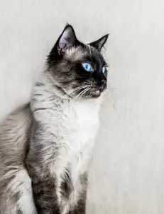 USED-Notebook: Cat Ragdoll fluffy kitten cats kittens ragdolls breed by Wild Pages Press (Paperback)