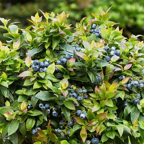 Jelly Bean® Blueberry Bush