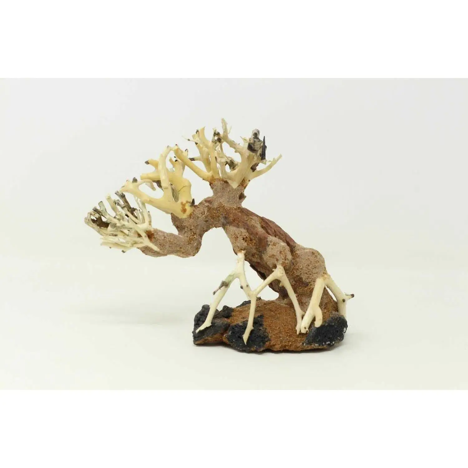 Aquarium Driftwood Bonsai Tree AquaSpace Fish Planted Freshwater ASX- Random Pick