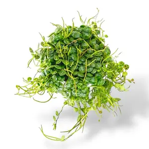 String of Turtles, 4inch Pot, Live plant, Trailing Succulent