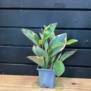 Peperomia Clusiifolia Ginny 2 inch pot