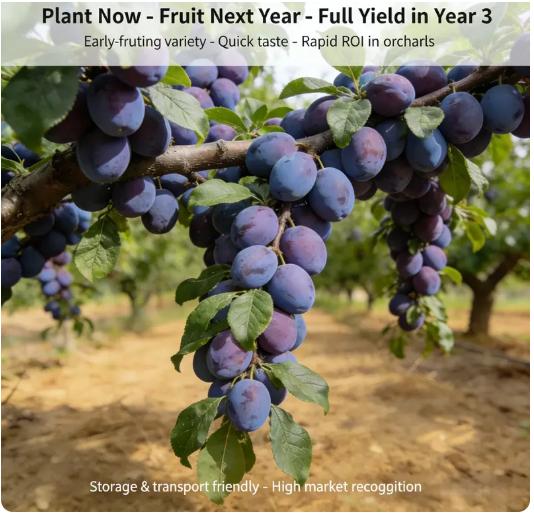 Live Exclusive Heirloom Non-GMO Grafted Plum Tree Sapling – Live Perennial Fruit Tree for Outdoor Garden & Backyard Planting