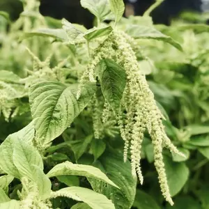 Organic Green Love Lies Bleeding Seeds (Amaranthus caudatus viridus) – Dramatic, Flowing Green Tassels for Gardens