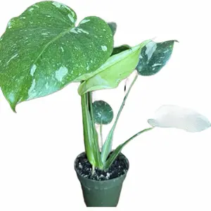 Monstera Thai Constellation