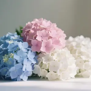 Mix Hydrangea Seeds for Planting Macrophylla Giant Snowball Bonsai Hydrangea Fast Growing Shrub