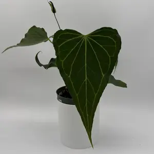 Rare Anthurium Delta Force  - Rare & Exquisite Collector's Plant -   Easy Maintenance Indoor Houseplant