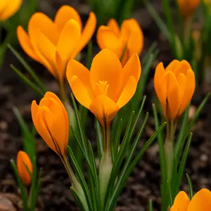 10 Orange Monarch Crocus Bulbs - Striking Orange Color for Your Flowerbed