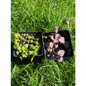Succulents combo/Variegated String of heart/String of pearl/VSOH & VSOP - April Farm/Rare Succulents