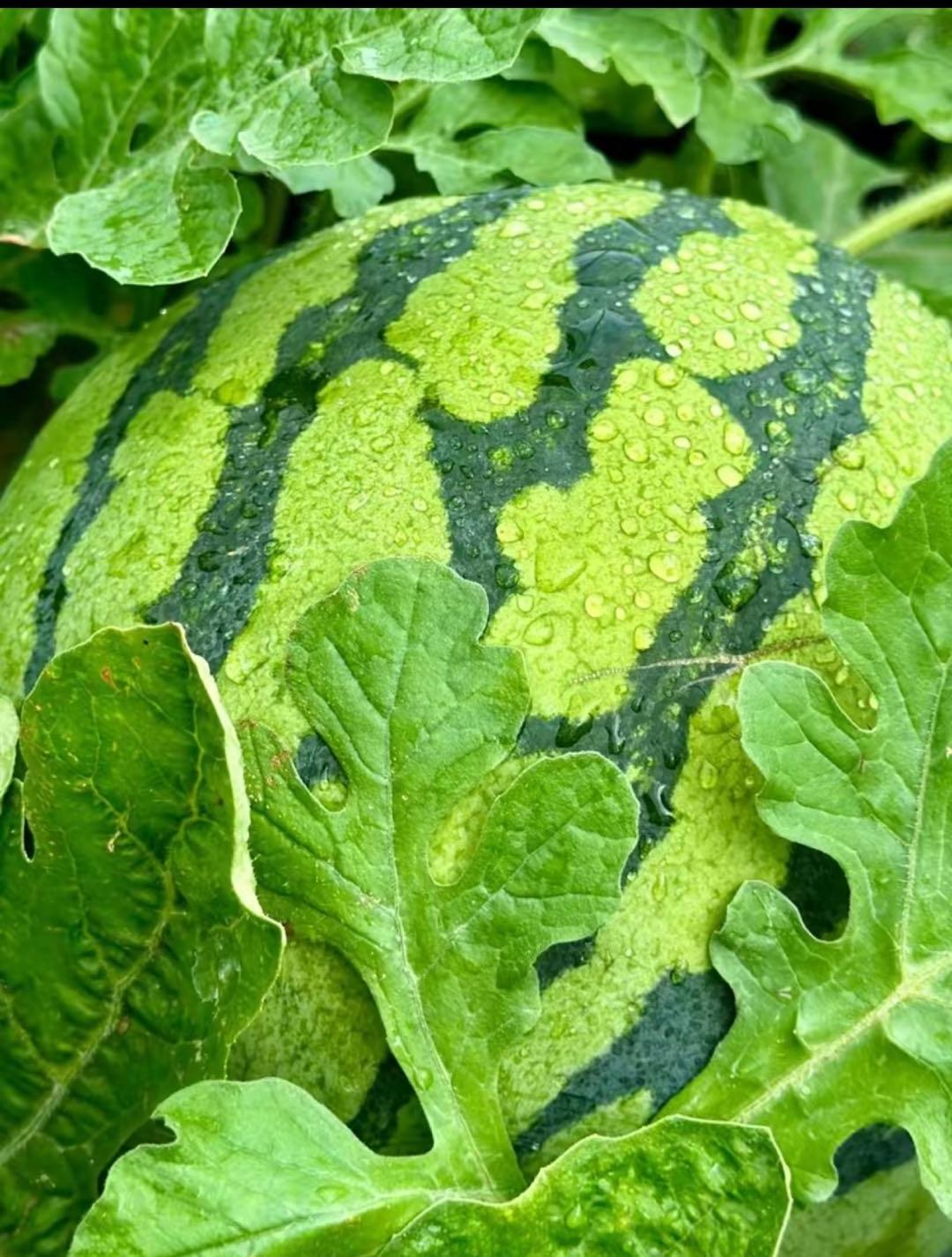 100 PCS Watermelon Seeds, Lazy Man's Watermelon, for Planting Heirloom and Non GMO, Seeded Watermelon, Nutritious, Can be Replanted Every Year