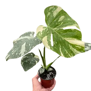 Monstera 'Thai Constellation'