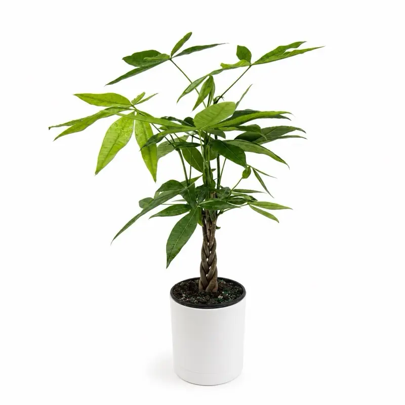 Money Tree Braid Plant 4” Pot | Low Maintenance Indoor House Plant | Lucky Pachira Aquatica | Easy Care Home Decor