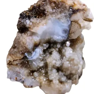 Rare Authentic 400 Million Years Old Crystallized  Cephalopod (Octopus Ancestor)