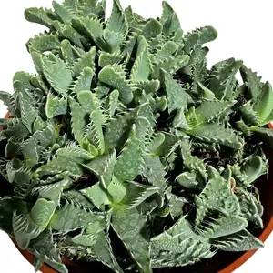 Tiger Jaw succulent plant 6 inch pot