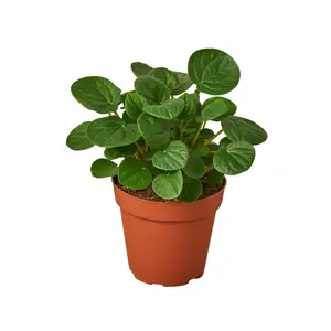 Peperomia 'Rana Verde' - Froggy Charm: Easy-Care Radiator Plant with Jade Leaves