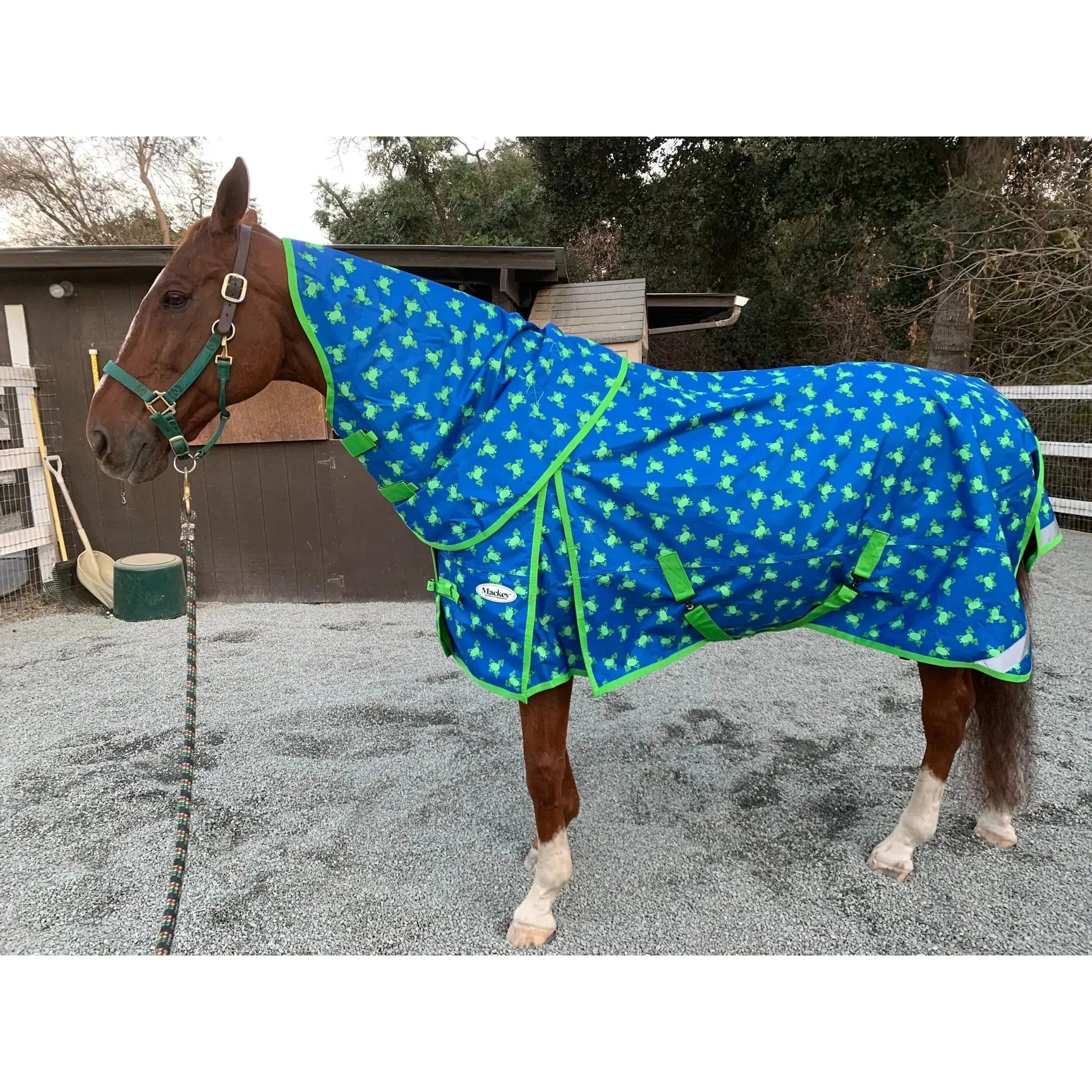 Mackey, Inc. Frogs Print Waterproof Horse Rainsheet - Lightweight Turnout Sheet - Multiple Sizes Medium