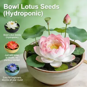 20 Mixed Color Bonsai Lotus Seeds for Ornamental Ponds & Home Planting - Easy to Plant, All Seasons, Open Mouth Bowl Variety