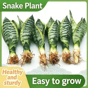 Agave potted green plants, living room courtyard landscape decoration, upright potted plants, high beauty perennial easy-to-grow plants