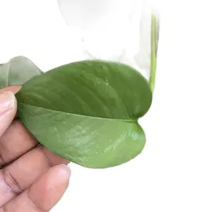 Plant Cuttings Box - 3 Mystery Cuttings for Propagation, Indoor Gardening